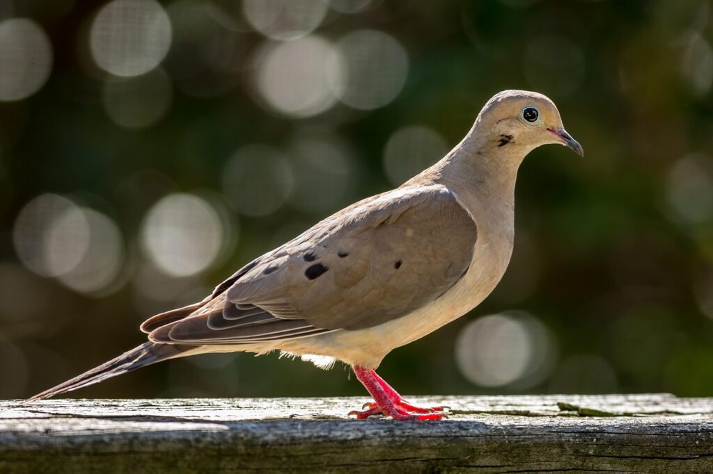 mourning dove, bird, nature, wildlife