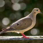 mourning dove, bird, nature, wildlife